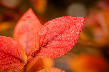 red orange leaf in fall