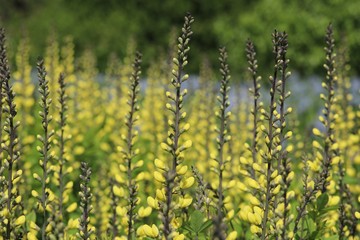 yellow flower field