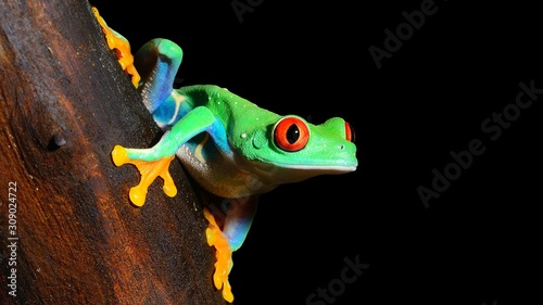 red-eye-tree-frog-agalychnis-callidryas