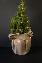 Pretty Bushy European Christmas Tree-picea Glauca Conica Tree Decorated With Lights Garland In A Large Pot Wrapped In Craft Sackcloth On The Black Background-Christmas-New Year Greeting Card Concept.