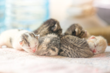 Wall Mural - Five cute newborn kittens sleep in hugs, closeup family portrait.