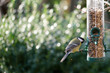 great tit eats seeds from a bird feeder hanging in the garden in winter
