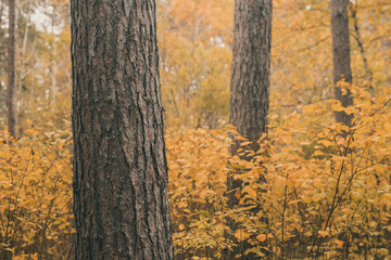 Wall Mural - Pine and Hazel in Fall