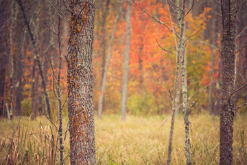 Wall Mural - Fall Colors in Hardwood Forest