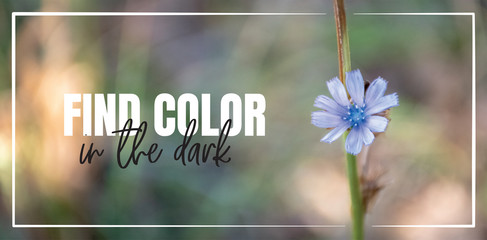 Find color in the dark, wording design, lettering. Blue flower in the wood, close up photography. Banner, poster design. Motivational, inspirational life quotes