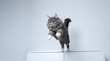 © furryfritz - young blue tabby maine coon cat with white paws jumping off a white cupboard indoors with copy space