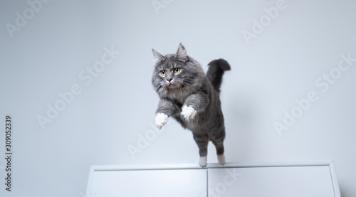 young blue tabby maine coon cat with white paws jumping off a white cupboard ind Poster Mural XXL
