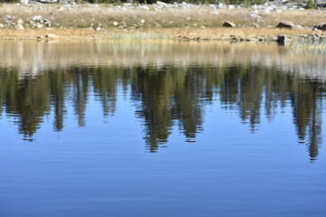 reflection of trees in water