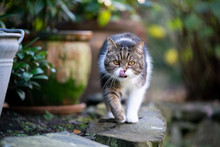Tabby White British Shorthair Cat Walking On Low Natural Stone Wall In The Back Yard Next To Plant Pots Looking At Camera Sticking Out Tongue