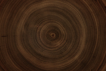Wall Mural - old wooden oak tree cut surface. detailed warm dark brown and orange tones of a felled tree trunk or