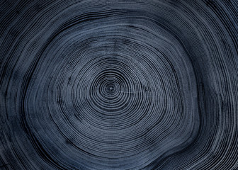 old wooden oak tree cut surface. detailed warm dark brown and orange tones of a felled tree trunk or