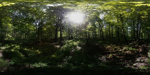 Wall Mural - Summer Forest 360 Panorama