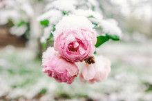 Pink Rose With Snow