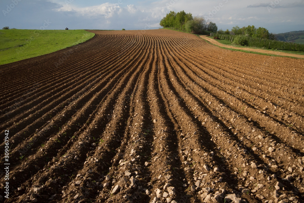 cultivated land prepared for sowing, Teočin, Serbia - obrazy, fototapety, plakaty 