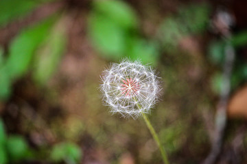 Wall Mural - dandelion in the grass