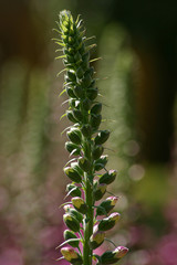 Wall Mural - foxglove blossoms