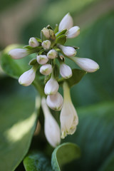 Wall Mural - hosta blossom