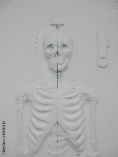 石膏製の人体骨格 上半身部分 Stock Photo Adobe Stock 石膏製の人体骨格 上半身部分 Stock Photo Adobe Stock