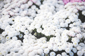 Poster - Close up of bunch flower white chrysanthemum beautiful texture background / chrysanthemum flowers blooming decoration festival celebration