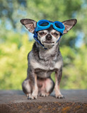 Fototapeta  - cute chihuahua in a park with goggles on