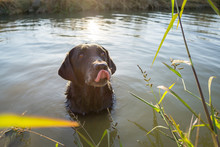 Black Labrador Retriever Dog Licking Lips In Water.