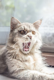 Fototapeta Koty - Gray maincoon cat yawning
