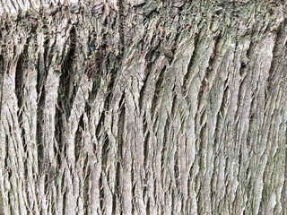 Palm tree bark texture and background