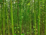 Fototapeta Dziecięca - Closeup image of green jute plant in the field. Jute cultivation in Assam in India.