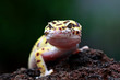 leopard gecko, tokay gecko