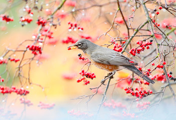 Wall Mural - robin with red berries