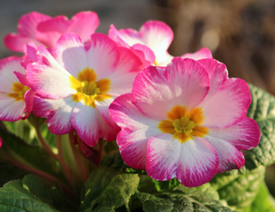 Primrose ,primula vulgaris, is an early spring flower. They have a high variety of colors and can be used both as a balcony plant and bedding plant. They are perennial and beautiful. Concept flowers.