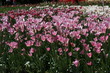 © Леонид Зосименко - pink and white tulips