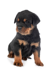 Sticker - puppy rottweiler in studio