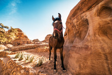 Cute Horse Between Red Rocks