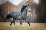 Fototapeta Konie - Beautiful horse running on the autumn meadow