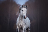 Fototapeta Konie - Close up portrait of a purebred arabian stallion running free on the beautiful nature background. 