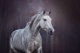 Fototapeta Konie - Close up portrait of a purebred arabian stallion running free on the beautiful nature background. 