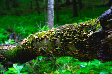 green moss on a tree