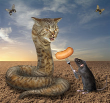 The Black Rat Is Feeding The Beige Cat Snake With Sausage In The Desert.