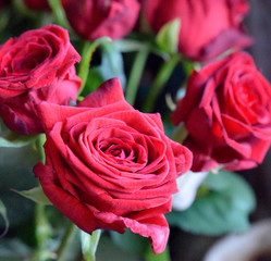 Wall Mural - Bouquet of red roses, selective focus