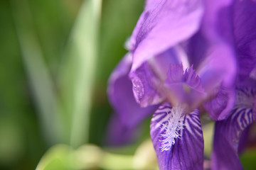 Wall Mural - Purple iris flower on the green background, close-up, selective focus