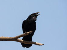 Common Raven Corvus Corax Sitting On Branch Of Tree. Large Majestic Black Bird In Wildlife.