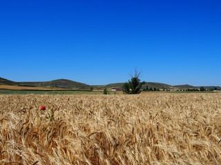 Beautiful agricultural landscape with golden rice field and ear of rice on the road to Santiago de Compostela, Camino de Santiago, Way of St. James, French way, Spain