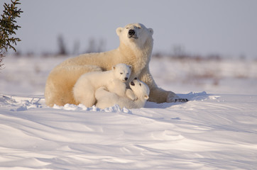 polar bear family in wapusk national park