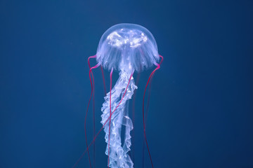 Jellyfish on the blue ocean depth
