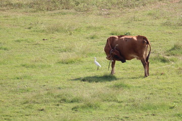 cow on a meadow