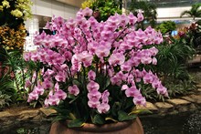 Many Flowers Orchids Violet Pink In One Pot Standing In The Water On The Background Of Other Greenery Inside The Building As A Decoration. The Concept Of Landscaping Inside Buildings.