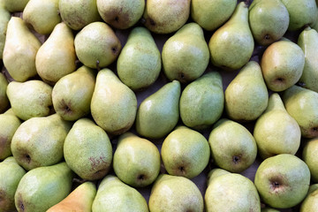 Harvest fresh ripe green pears.