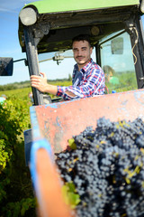 Wall Mural - handsome man farmer in the vine driving a tractor and harvesting ripe grape during wine harvest season in vineyard