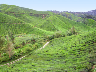 Wall Mural - Tea plantation in Malaysia